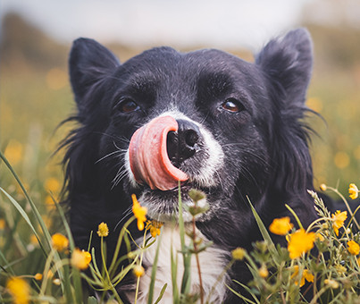 dog